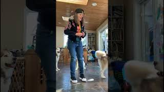 Introducing The Amazing Dancing Alaskan Malamute Sojou malamutelovers dogtricks doggydance [upl. by Rambert]