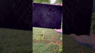 Preserving Abandoned Spider Web in Backyard 🕸️ 🕷️ [upl. by Divan]