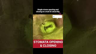 Stomata real life opening and closing of stomata real lifelife processes class 10 biology class10 [upl. by Ynes384]