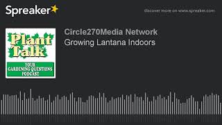 Growing Lantana Indoors [upl. by Barrow439]