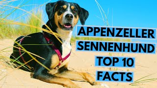 Appenzeller Sennenhund  TOP 10 Interesting Facts [upl. by Elaine]