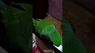 Pablo ❣️ ki baat kar Raha hai bol raha hai 🦜 kisi de do bohut cute talking to the day 🫡 [upl. by Reube]