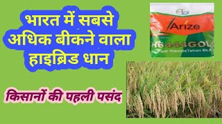 HYBRID PADDY ARIZE 6444 GOLD किसानों की पहली पसंद।। [upl. by Avuha]