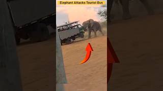 Elephant Attacks Tourist Bus  Pilanesberg national park [upl. by Tnecnivleahcim]