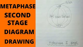 Metaphase 2 Stage  How to Draw Metaphase 2 Stages of Meiosis  What is MetaphaseMetaphase 2 Stage [upl. by Lattimer]