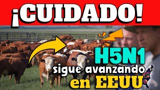 ¡CUIDADO GRIPE AVIAR H5N1 SIGUE AVANZANDO EN EEUU  ¿PANDEMIA CERCA [upl. by Hamburger]