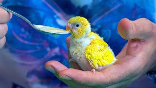 Hand Feeding Hatched Budgie from Incubator [upl. by Gallagher]