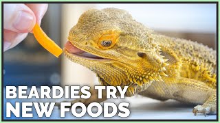 Bearded Dragons Tasting amp Reviewing New Foods [upl. by Notgnihsaw]