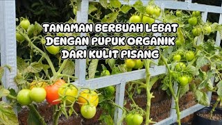 Tanaman Berbuah Lebat Dengan Pupuk Organik Dari Kulit Pisang [upl. by Maximo91]