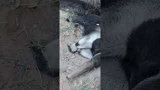 Giant Anteater Sticks Tongue Out [upl. by Ynamad]