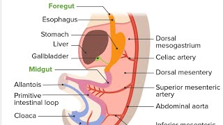 Development of Gut Model Part 06  2nd Year MBBS OSPE [upl. by Magnolia]