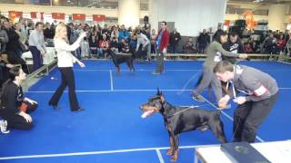 CACIB BEOGRAD 2016 Hazar di Altobello [upl. by Aliza]