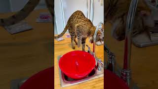 How to train a cat to like water cat watercat cattraining savannahcats trainedcats catslife [upl. by Weiler]