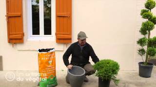 Quels conifères nains planter dans une rocaille comment planter un conifère en bac en pot [upl. by Aisinoid]