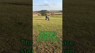 Is summer at its end shortsyoutube horse horsemanship foryou horseriding [upl. by Asoral]