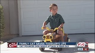 New Details Incredible feline saves owners son [upl. by Iglesias209]