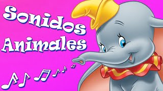 SONIDOS DE ANIMALES PARA NIÑOS Y BEBÉS  VERSIÓN IMÁGENES [upl. by Thornburg794]