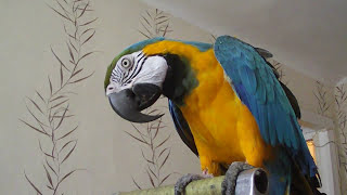 Попугай аразовут Филяговорит и танцуетMacaw parrot named Filya talks and dances [upl. by Lothario835]