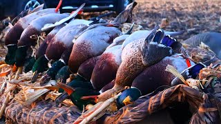 Duck Hunting Insane Footage LIMITS [upl. by Durnan]