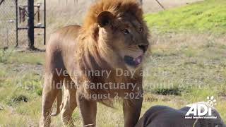 Highlights from ADI Wildlife Sanctuary veterinary day [upl. by Terena101]