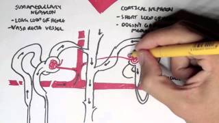 Nephrology  Kidney and Nephron Overview [upl. by Stanislaw]