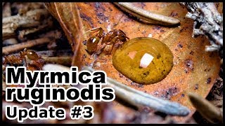 Ameisen kommen in das WaldbodenBecken  Myrmica ruginodis 3 [upl. by Aileda]