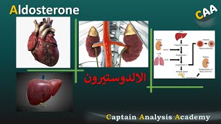 E8 AldosteroneConn syndrome Mineralocorticoid هرمون الالدوستيرون بالتفصيل وعلاقتها بضغط الدم [upl. by Nosak]