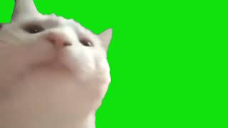 Vibing Head Bobbing Cat Meme Green Screen Template [upl. by Odlabu]