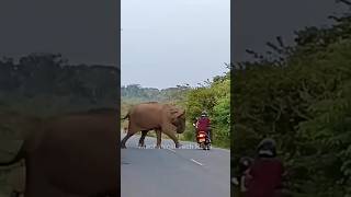 Bike  Scooter Safe Riding Tips  Beware Of Animals While Riding Motorcycle  Scooty On Road shorts [upl. by Lertnahs351]