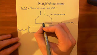 Acetylcholinesterases and Acetylcholinesterase Inhibitors Part 1 [upl. by Koval495]