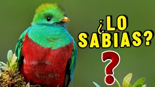 10 Datos Sorprendentes Del QUETZAL ¡Que no Sabias  CURIOSIDADES [upl. by Mohamed263]