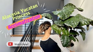 Alocasia Yucatan Princess Acclimation  what should you do when you bring a plant home indoorplant [upl. by Horatia783]