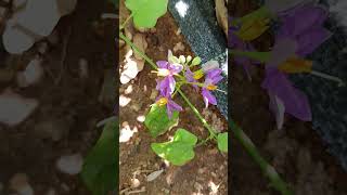 Solanum trilobatum is a plant species in the nightshade family Solanaceae [upl. by Delogu]