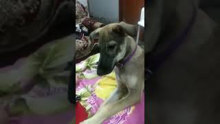 Funny goberian dog playing goberian dog is very cute [upl. by Ayel169]