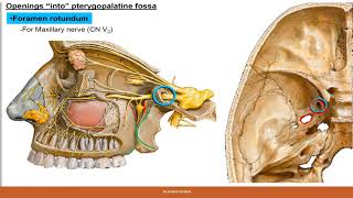 Pterygopalatine Fossa [upl. by Nihcas]