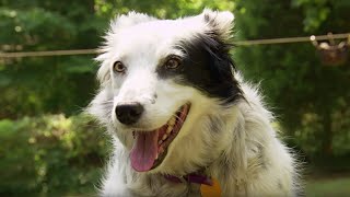 Dog Understands 1022 Words  Super Smart Animals  BBC Earth [upl. by Rasia]