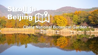 Stroll in Beijing—China National Botanical Garden [upl. by Uzial626]