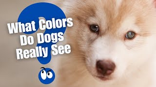 What Colors Do Dogs See Uncovering the World Through Your Dog’s Eyes [upl. by Dachi]