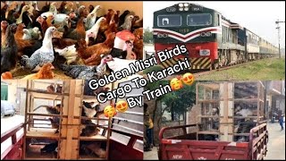 Golden Misri 110 Birds Cargo To Karachi By Train 🚂  KhokharAseelFancybirdscx7ex [upl. by Anaiad]