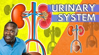 The Urinary System Anatomy and Physiology An Introduction [upl. by Ahsak]