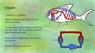 Bloedsomloop bij insecten en vissen  open en gesloten bloedsomloop [upl. by Euqinahs]