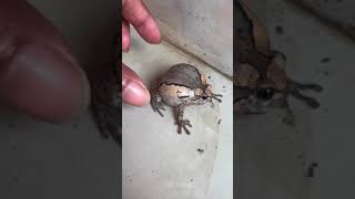 boing boing funny frog Part 5  HD Frog [upl. by Knarf]