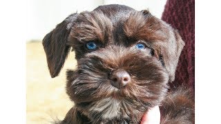 BLUE EYED Miniature Schnauzer Puppy For Sale  Gus in Training [upl. by Ahsetel]