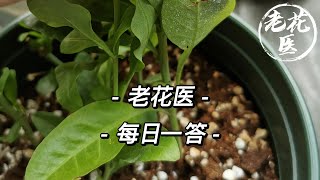 【每日问答】茉莉一个多月不长怎么回事？蓝雪花叶子背面是白粉病吗？QampA Today [upl. by Lowery]