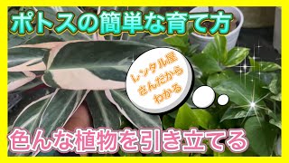 【ポトスの扱いが上手になる】脇役だけどあると他の植物がゴージャスになるポトスって凄い！ [upl. by Elledoj]