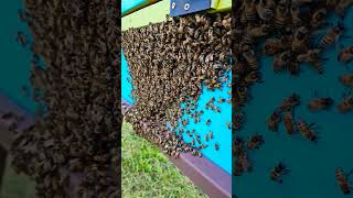 Honey Bees Hanging Out bees honeybees beehive beekeeping [upl. by Blondie313]