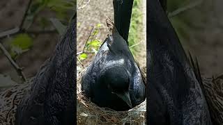 Peek Below The Unique Angle of a Black Drongo Bird’s Neck youtubeshorts ytshortsvideo [upl. by Ark]