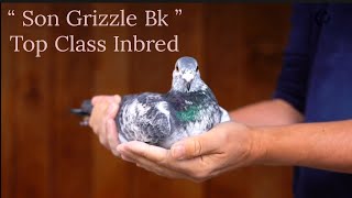 Son GrizzleBK Top Class Inbred Best Kittel Racing Pigeon Bloodline For Sale In Pipa Pigeon Auction [upl. by Nodnorb]