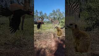 Siberian Ibex Zebra And Meerkat Toucan shortvideo yotubeshorts shortsfeed [upl. by Askari]