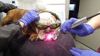 French Bulldog Deep Pyoderma Laser Therapy Dr Kraemer Vet4Bulldog Bully Specialist [upl. by Artair639]